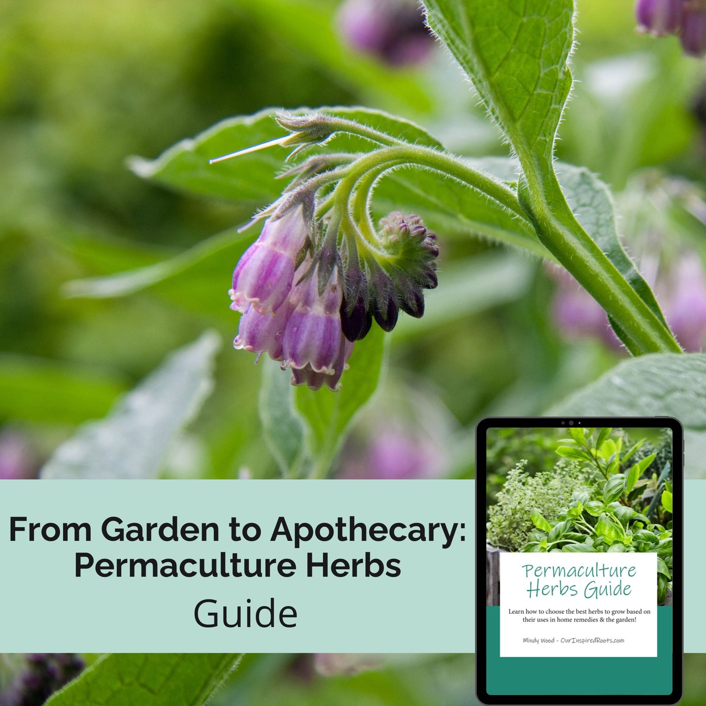 From Garden to Apothecary: The Permaculture Herb Guide