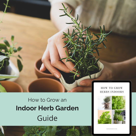 How to Grow Herbs Indoors