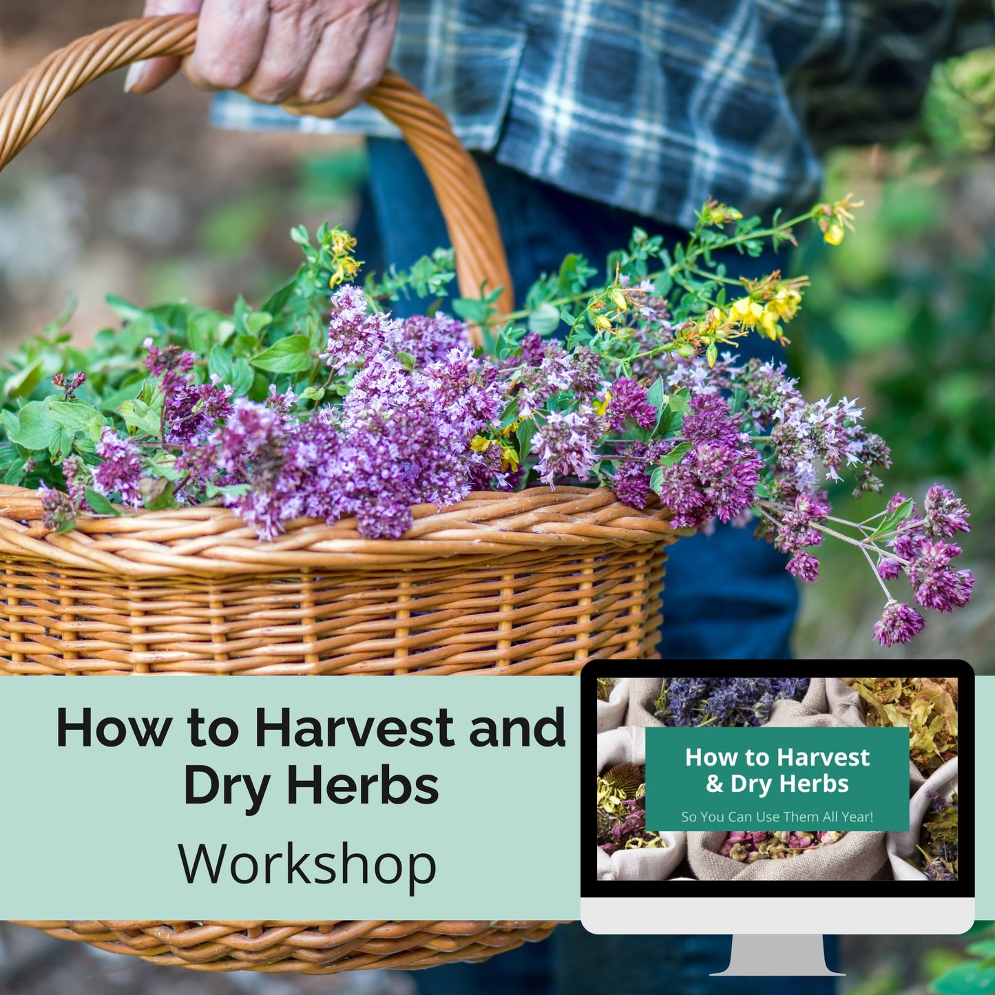 Workshop: How to Harvest and Dry Herbs